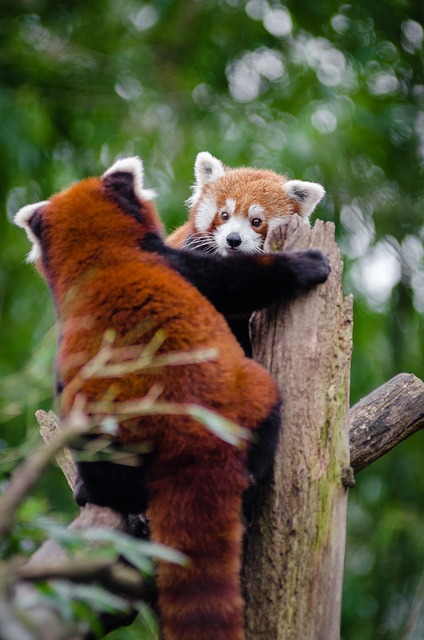 Red Pandas