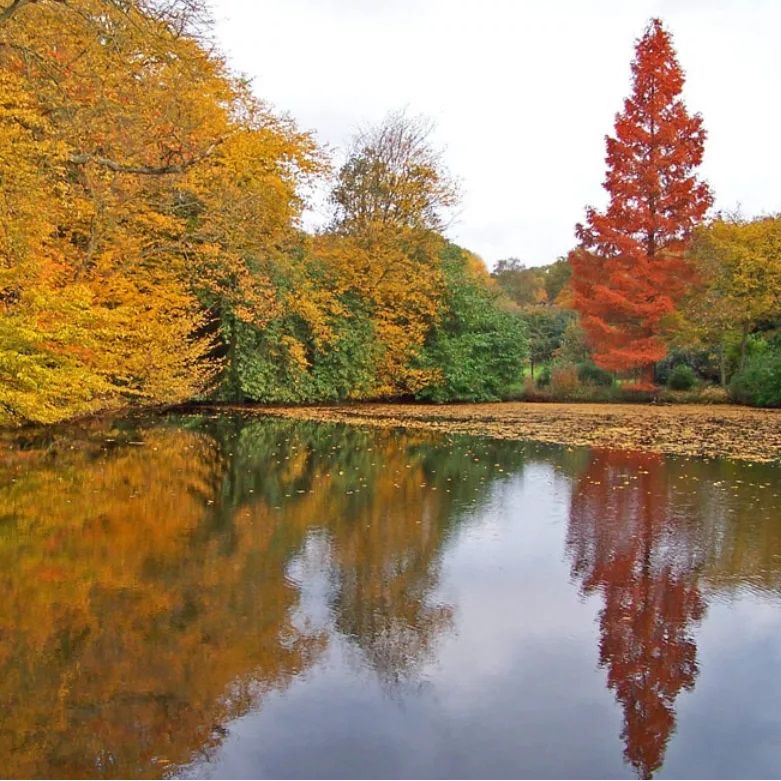 Danbury Country Park