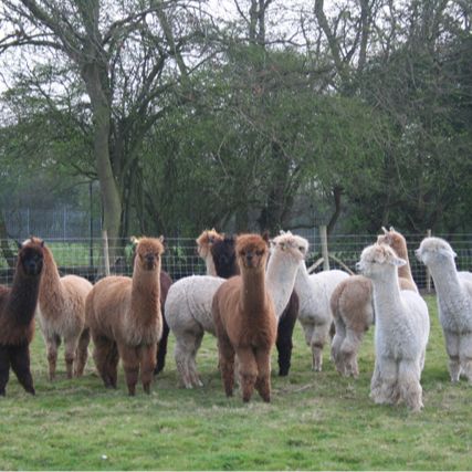 Butlers Farm Alpacas