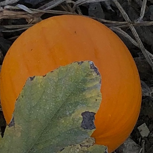 Otto’s Pumpkin Patch