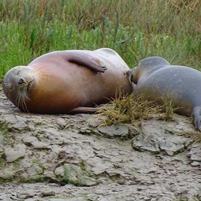 Seal Watching Harwich