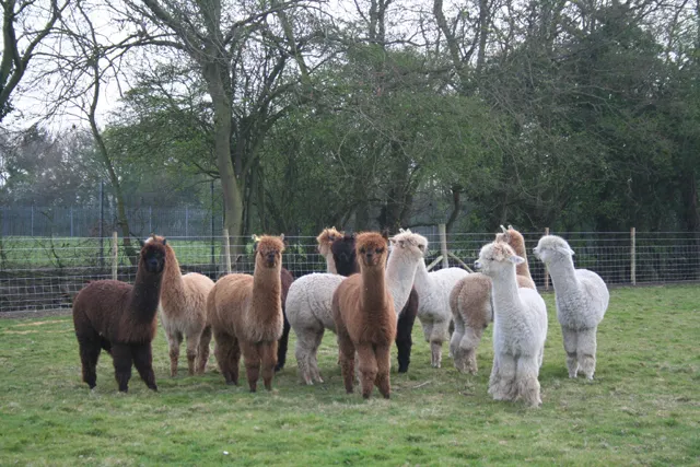 Butlers Farm Alpacas | Essex Tourist Guide