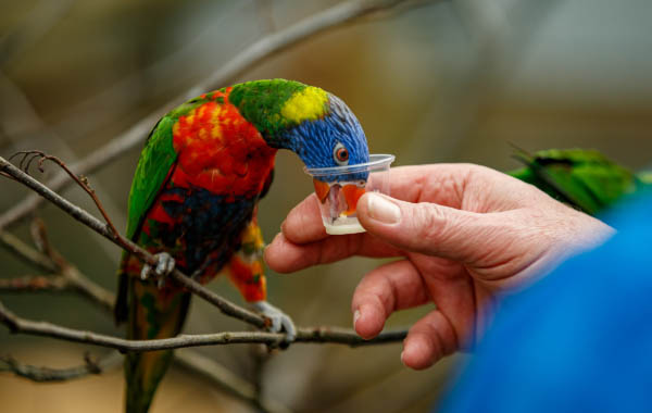 February Half Term Fun at Colchester Zoological Society
