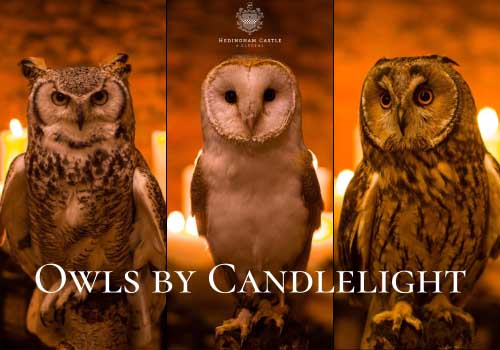 Owls by Candlelight