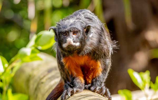 Summer Holidays at Colchester Zoo