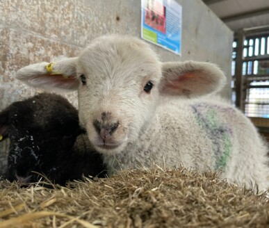February Half Term Lambing Week at Barleylands