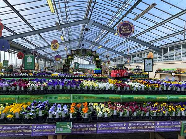 Viola & Pansy Festival 2026