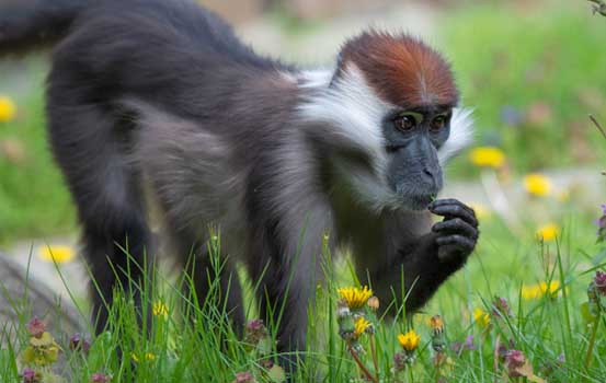 Easter Holidays at Colchester Zoological Society