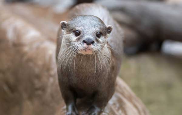May Half Term at Colchester Zoo