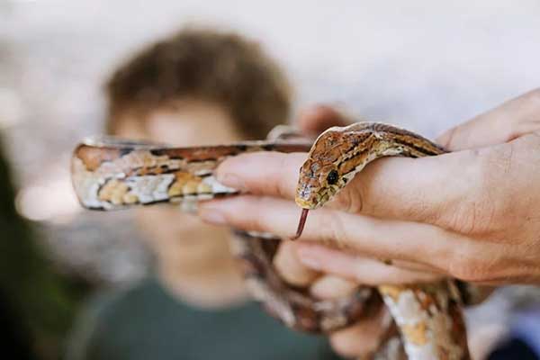 October Half Term at Hyde Hall: ZooLab Animal Encounters