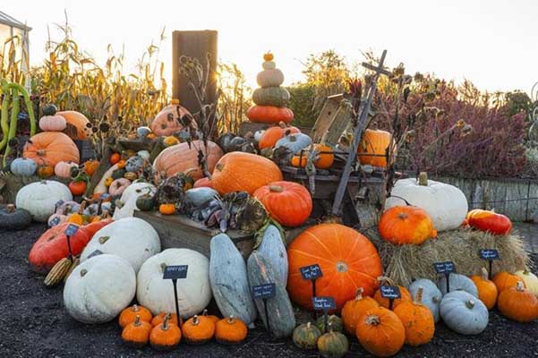 October Half Term at Hyde Hall