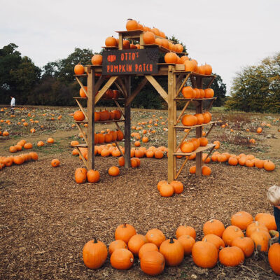 Otto’s Pumpkin Patch