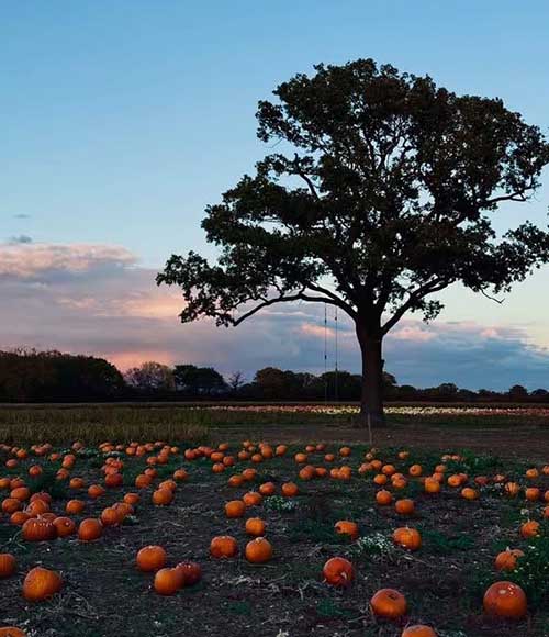 Otto’s Pumpkin Patch