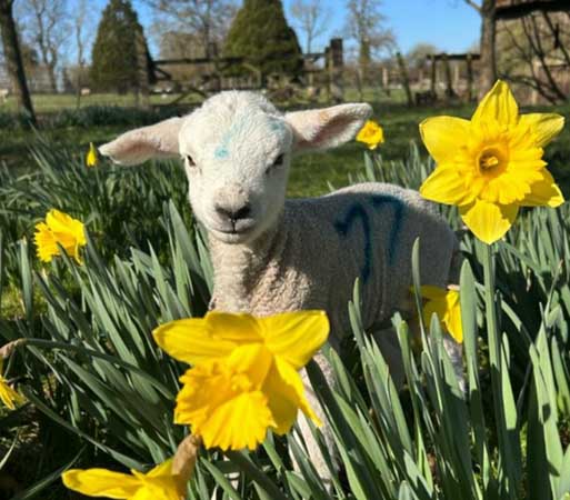 Lambing and Spring Bulbs at Kentwell Hall