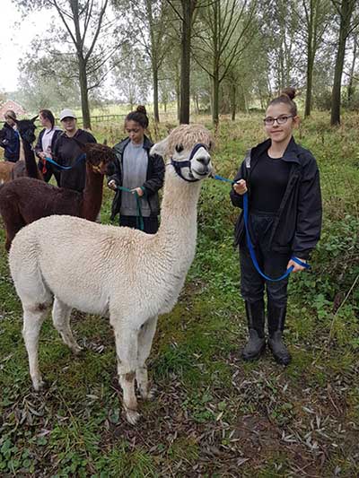 Alpaca Walking Experience - with Pygmy Goat Farm Tour Included!