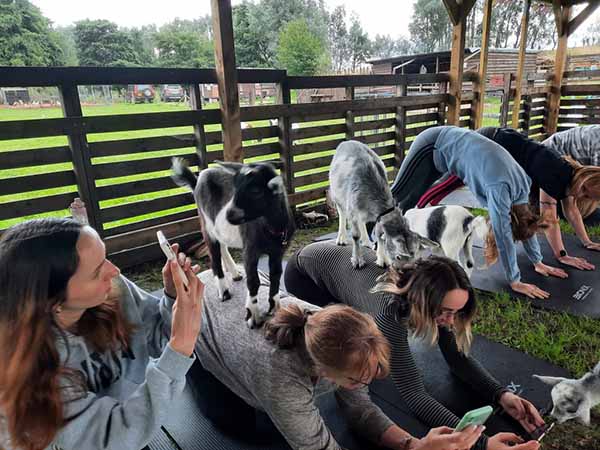 Pygmy Goat Yoga / Pilates Classes