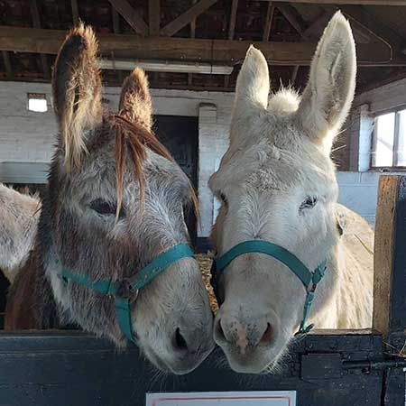 Open Day at Remus Horse Sanctuary