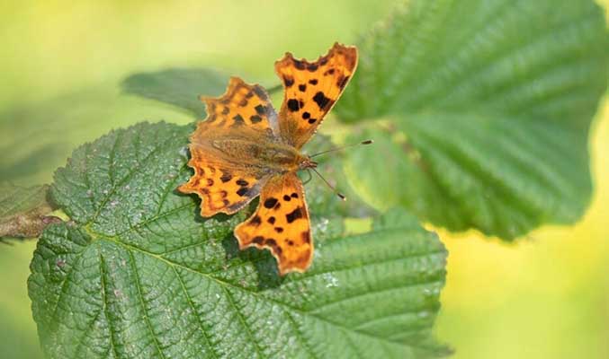RSPB Rainham Marshes Butterfly Guided Walk