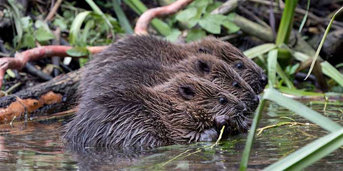 Conservation and the Finchingfield Beavers in Action