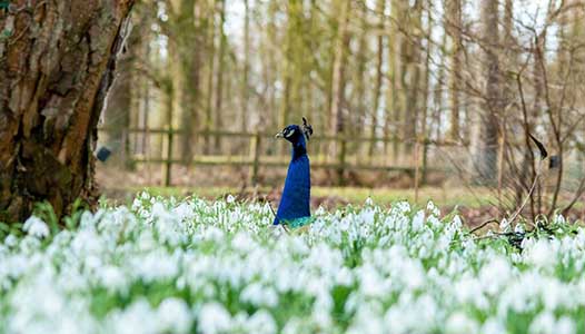 Snowdrops at Markshall Estate