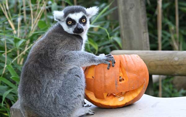 Shriek Week at Colchester Zoo